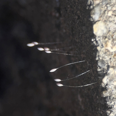 Neuroptera (order) (Unidentified lacewing) at Weston, ACT - 8 Mar 2024 by Hejor1