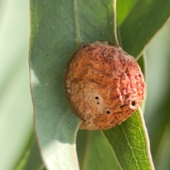 Eucalyptus insect gall at Coolo Park - 8 Mar 2024 by Hejor1