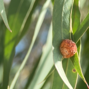 Eucalyptus insect gall at Coolo Park - 8 Mar 2024 01:10 PM