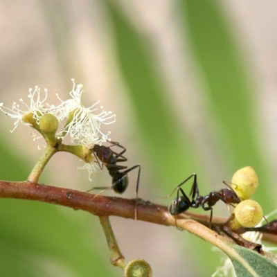 Iridomyrmex purpureus (Meat Ant) at Weston, ACT - 8 Mar 2024 by Hejor1