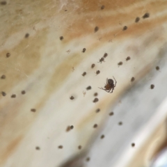 Cryptachaea veruculata at Coolo Park - 8 Mar 2024