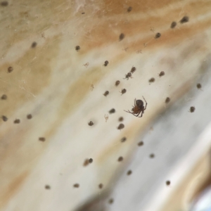 Cryptachaea veruculata at Coolo Park - 8 Mar 2024