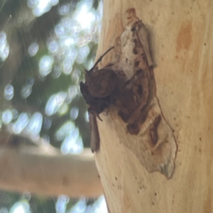 Hortophora sp. (genus) at Coolo Park - 8 Mar 2024