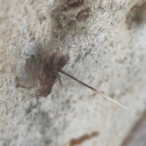 Platybrachys sp. (genus) at Weston, ACT - 8 Mar 2024