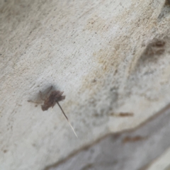 Platybrachys sp. (genus) at Weston, ACT - 8 Mar 2024