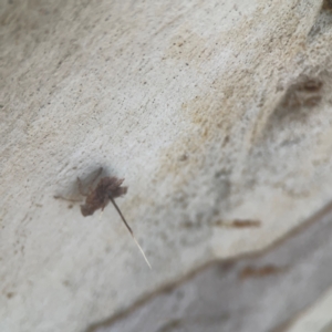 Platybrachys sp. (genus) at Weston, ACT - 8 Mar 2024 01:52 PM