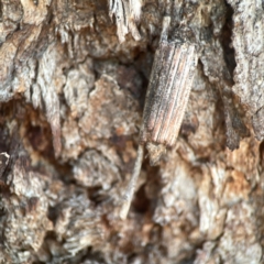 Clania ignobilis (Faggot Case Moth) at Weston, ACT - 8 Mar 2024 by Hejor1