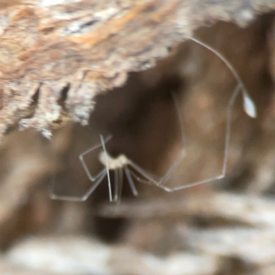 Pholcidae (family) (Daddy Long-legs Spiders) at Coolo Park - 8 Mar 2024 by Hejor1