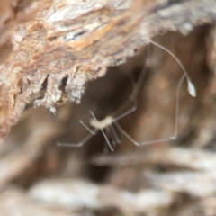 Pholcidae (family) at Coolo Park - 8 Mar 2024 01:59 PM