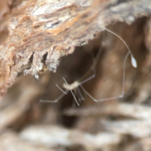 Pholcidae (family) at Coolo Park - 8 Mar 2024 01:59 PM
