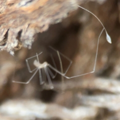 Pholcidae (family) at Coolo Park - 8 Mar 2024