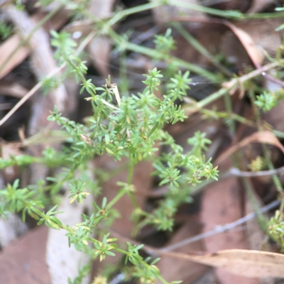 Asperula conferta (Common Woodruff) at Weston, ACT - 8 Mar 2024 by Hejor1