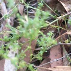 Asperula conferta at Coolo Park - 8 Mar 2024