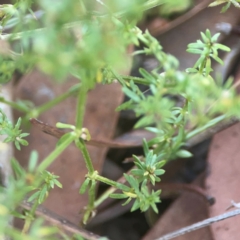 Asperula conferta at Coolo Park - 8 Mar 2024