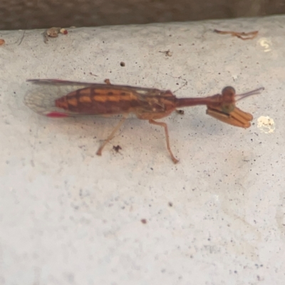 Campion sp. (genus) (Mantis Fly) at Weston, ACT - 8 Mar 2024 by Hejor1