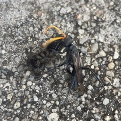 Mituliodon tarantulinus at Coolo Park - 8 Mar 2024 by Hejor1