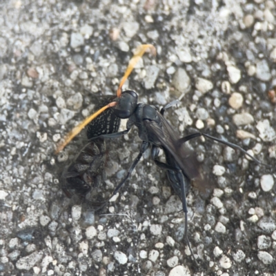 Fabriogenia sp. (genus) (Spider wasp) at Weston, ACT - 8 Mar 2024 by Hejor1