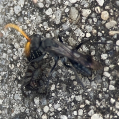 Fabriogenia sp. (genus) at Coolo Park - 8 Mar 2024