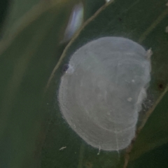 Unidentified Psyllid, lerp, aphid or whitefly (Hemiptera, several families) at Weston, ACT - 8 Mar 2024 by Hejor1