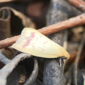 Heteroteucha occidua at Coolo Park - 8 Mar 2024