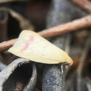 Heteroteucha occidua at Coolo Park - 8 Mar 2024