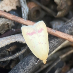 Heteroteucha occidua at Coolo Park - 8 Mar 2024 02:07 PM