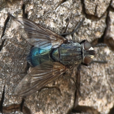 Calliphora vicina (European bluebottle) at Coolo Park - 8 Mar 2024 by Hejor1