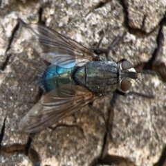 Calliphora vicina at Coolo Park - 8 Mar 2024