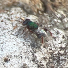 Chalcidoidea (superfamily) (A gall wasp or Chalcid wasp) at Weston, ACT - 8 Mar 2024 by Hejor1