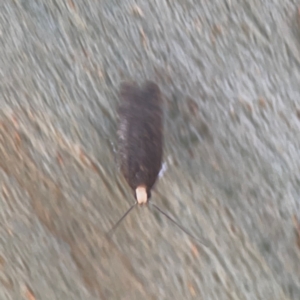 Ardozyga undescribed species near deltodes at Coolo Park - 8 Mar 2024 02:08 PM