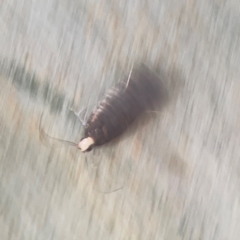 Ardozyga undescribed species near deltodes at Coolo Park - 8 Mar 2024 02:08 PM