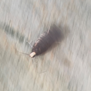 Ardozyga undescribed species near deltodes at Coolo Park - 8 Mar 2024 02:08 PM