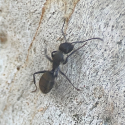 Camponotus aeneopilosus (A Golden-tailed sugar ant) at Coolo Park - 8 Mar 2024 by Hejor1