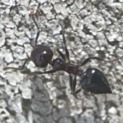 Crematogaster sp. (genus) (Acrobat ant, Cocktail ant) at Weston, ACT - 8 Mar 2024 by Hejor1