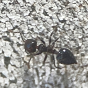 Crematogaster sp. (genus) at Coolo Park - 8 Mar 2024 02:10 PM