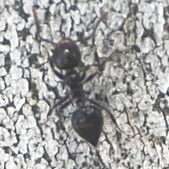 Crematogaster sp. (genus) at Coolo Park - 8 Mar 2024 02:10 PM