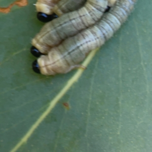 Pergidae sp. (family) at Coolo Park - 8 Mar 2024