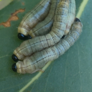 Pergidae sp. (family) at Coolo Park - 8 Mar 2024