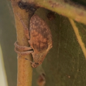 Gonipterus sp. (genus) at Coolo Park - 8 Mar 2024 02:15 PM