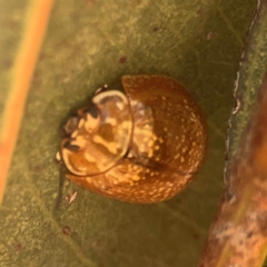 Paropsisterna decolorata (A Eucalyptus leaf beetle) at Coolo Park - 8 Mar 2024 by Hejor1