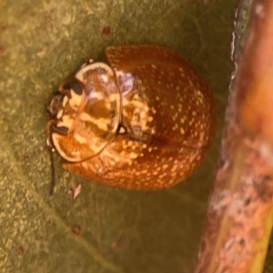 Paropsisterna decolorata at Coolo Park - 8 Mar 2024