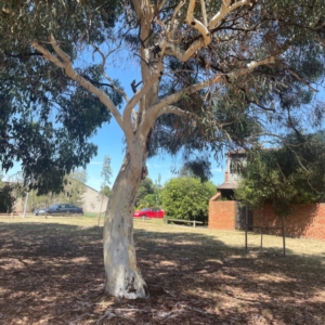 Eucalyptus mannifera subsp. mannifera at Coolo Park - 8 Mar 2024