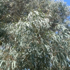 Eucalyptus mannifera subsp. mannifera at Coolo Park - 8 Mar 2024 02:17 PM