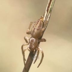 Clubiona sp. (genus) (Unidentified Stout Sac Spider) at Coolo Park - 8 Mar 2024 by Hejor1