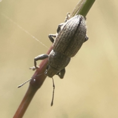 Naupactus leucoloma (White-fringed weevil) at Coolo Park - 8 Mar 2024 by Hejor1