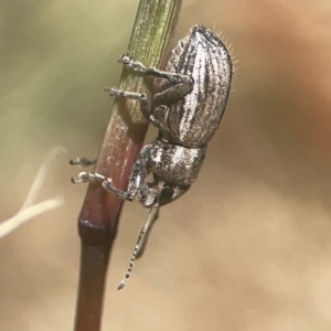 Naupactus leucoloma at Coolo Park - 8 Mar 2024