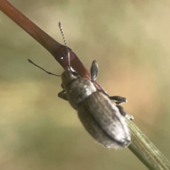 Naupactus leucoloma at Coolo Park - 8 Mar 2024