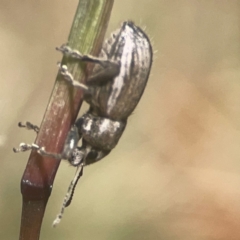 Naupactus leucoloma at Coolo Park - 8 Mar 2024