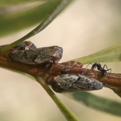 Unidentified Leafhopper or planthopper (Hemiptera, several families) at Weston, ACT - 8 Mar 2024 by Hejor1