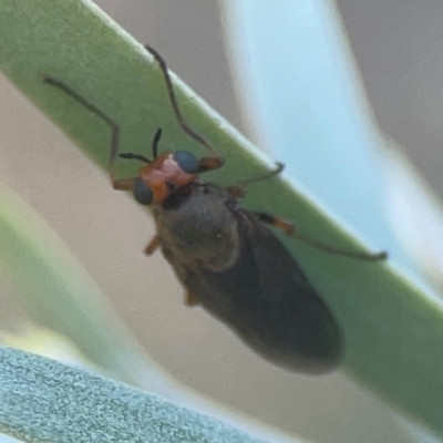 Inopus rubriceps (Sugarcane Soldier Fly) at Coolo Park - 8 Mar 2024 by Hejor1